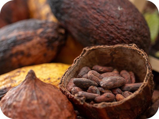 Close-up of cacao pods with beans, rich brown color - part of gourmand fragrance notes