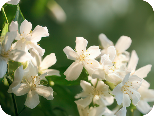 White jasmine flowers in bloom with green leaves - heart notes of floral perfume