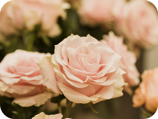 Soft pink roses in bloom, romantic floral note