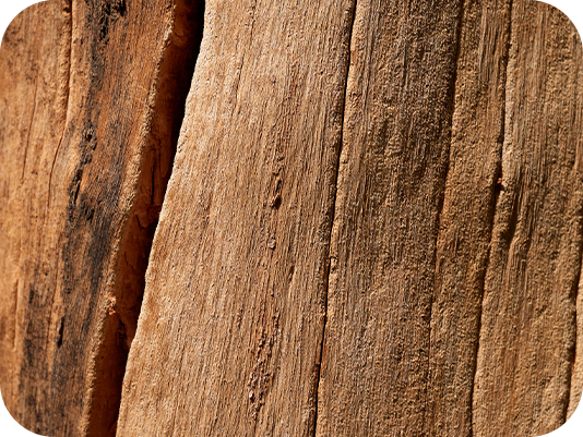 Weathered wood grain texture, woody base note